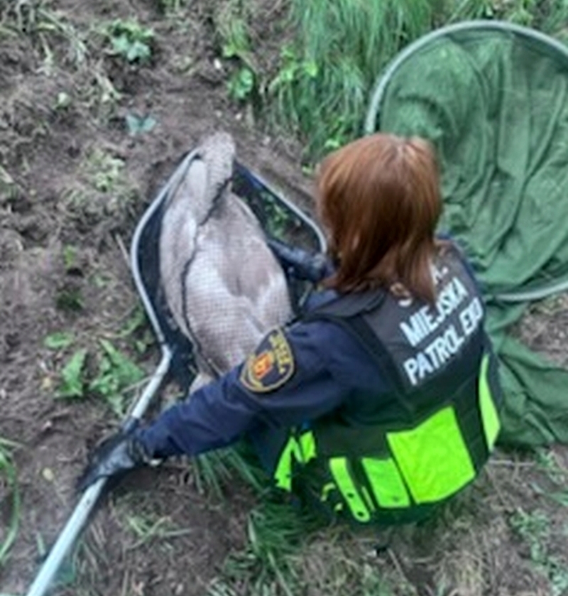 Pechowe łabędzie: Straż Miejska interweniuje w Warszawie